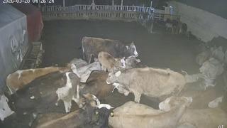 Ankara’daki bir köyde çiftliğe giren kurt sürüsü hayvanları telef etti