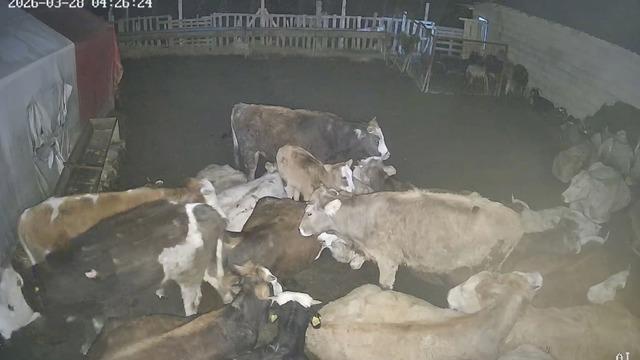 Ankara’daki bir köyde çiftliğe giren kurt sürüsü hayvanları telef etti