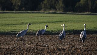 Bu g&ouml;r&uuml;nt&uuml; &ccedil;ok nadir! Turna ailesi g&ouml;&ccedil; yolunda g&ouml;r&uuml;nt&uuml;lendi 
