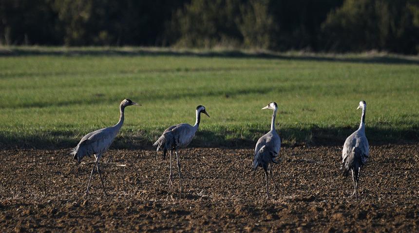 Bu g&ouml;r&uuml;nt&uuml; &ccedil;ok nadir! Kastamonu'da g&ouml;rsel ş&ouml;len: Turna ailesi g&ouml;&ccedil; yolunda g&ouml;r&uuml;nt&uuml;lendi