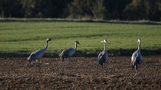 Bu görüntü çok nadir! Kastamonu'da görsel şölen: Turna ailesi göç yolunda görüntülendi