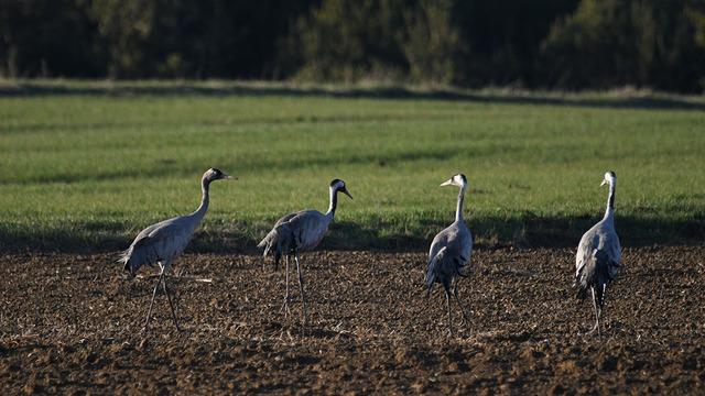 Bu görüntü çok nadir! Kastamonu'da görsel şölen: Turna ailesi göç yolunda görüntülendi