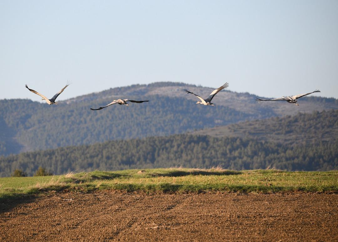 Bu g&ouml;r&uuml;nt&uuml; &ccedil;ok nadir! Kastamonu da g&ouml;rsel ş&ouml;len: Turna ailesi g&ouml;&ccedil; yolunda g&ouml;r&uuml;nt&uuml;lendi 1