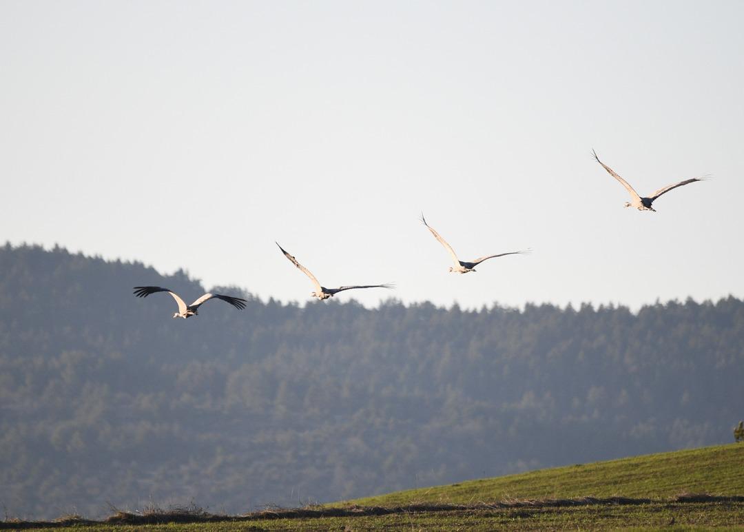 Bu g&ouml;r&uuml;nt&uuml; &ccedil;ok nadir! Kastamonu da g&ouml;rsel ş&ouml;len: Turna ailesi g&ouml;&ccedil; yolunda g&ouml;r&uuml;nt&uuml;lendi 2