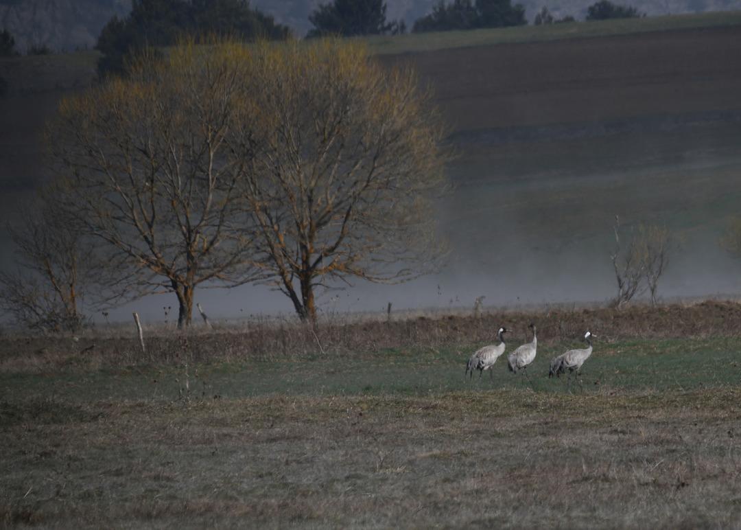 Bu g&ouml;r&uuml;nt&uuml; &ccedil;ok nadir! Kastamonu da g&ouml;rsel ş&ouml;len: Turna ailesi g&ouml;&ccedil; yolunda g&ouml;r&uuml;nt&uuml;lendi 4