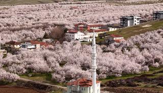 D&uuml;nyanın kayısı başkenti: Ge&ccedil;en yıl zirai dondan etkilenmişti! 