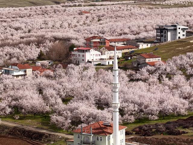 D&uuml;nyanın kayısı başkenti: Ge&ccedil;en yıl zirai dondan etkilenmişti! 