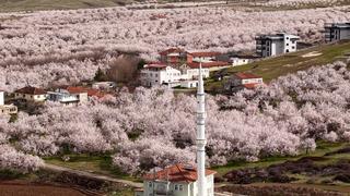 Dünyanın kayısı başkenti: Geçen yıl zirai dondan etkilenmişti! 