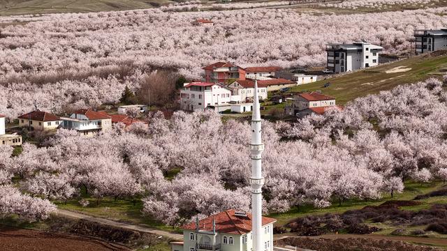 Dünyanın kayısı başkenti: Geçen yıl zirai dondan etkilenmişti! 