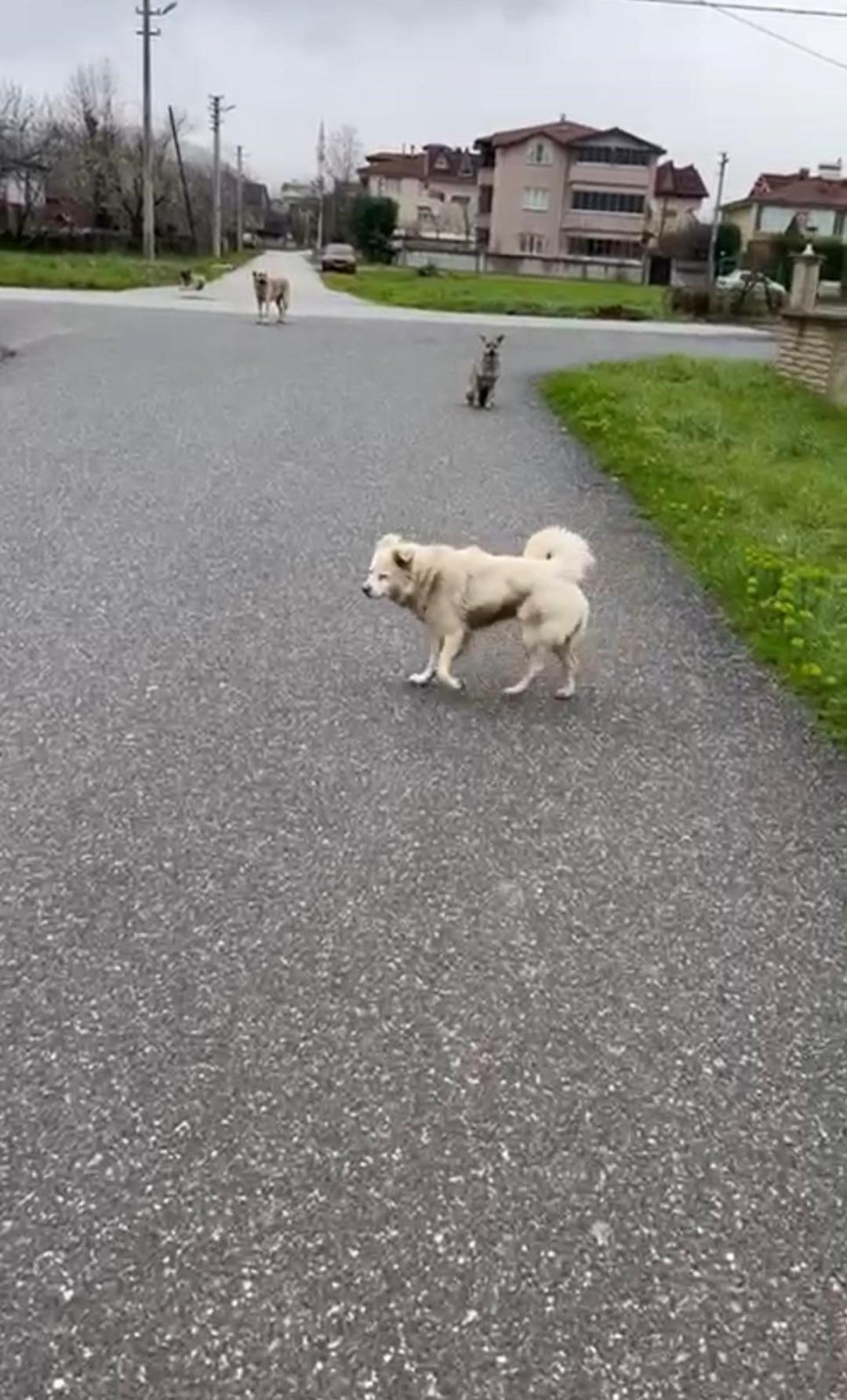 Can korkusuyla kurusıkı aldı işinden oldu! "Belediye bana değer vermiyor" 1