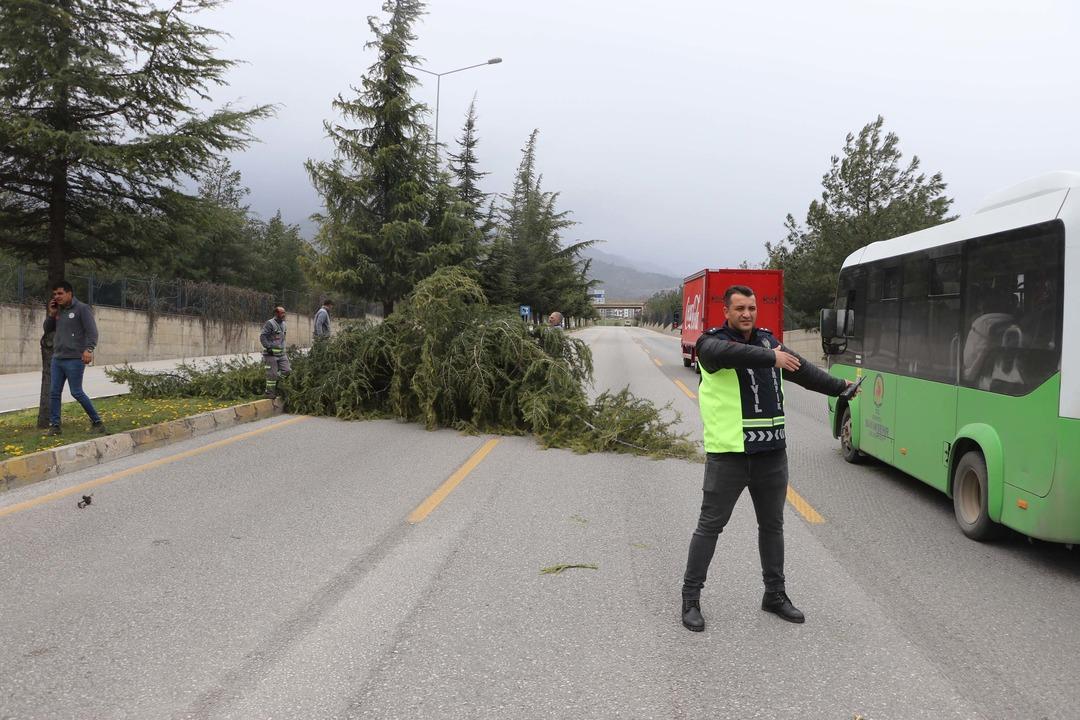 Denizli de kuvvetli r&uuml;zgar; ağa&ccedil;lar devrildi, &ccedil;atılar u&ccedil;tu 4