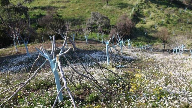 Koçarlı’daki ağaç kesimi olayında şüpheli gözaltına alındı