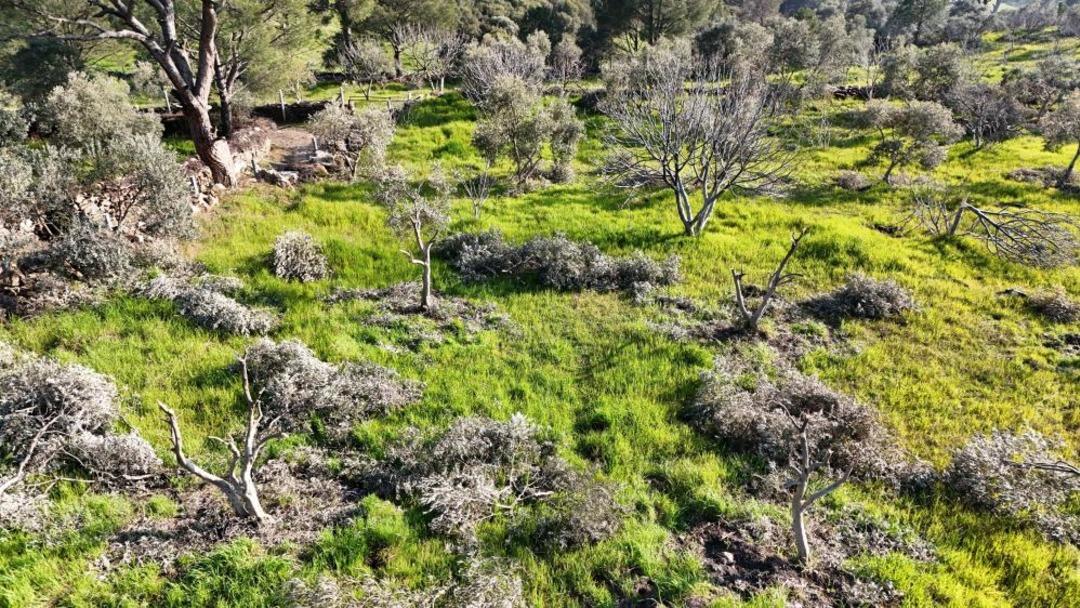 Koçarlı’daki ağaç kesimi olayında şüpheli gözaltına alındı 1