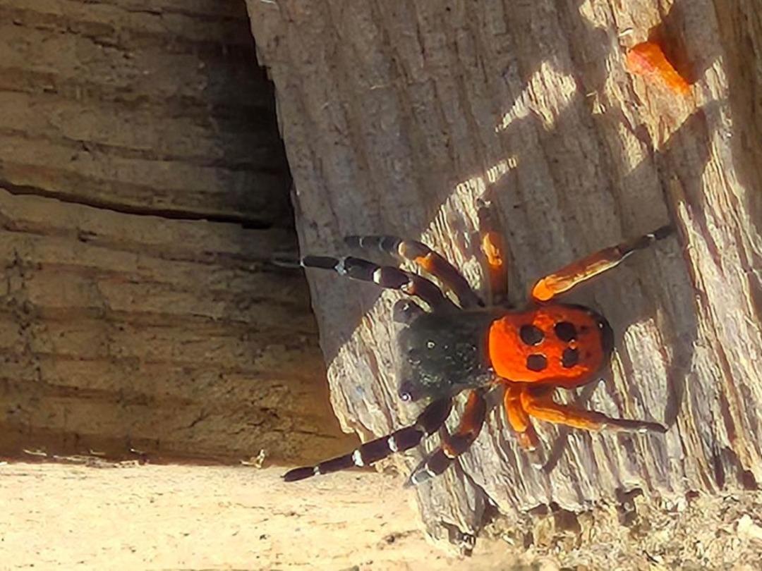 Akdeniz ve Orta Asya nın nadir t&uuml;r&uuml; Elazığ da ortaya &ccedil;ıktı 1