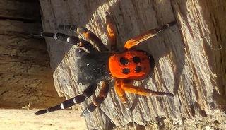 Akdeniz ve Asya'da 'nadir' stat&uuml;s&uuml;ndeydi: Elazığ'da ortaya &ccedil;ıktı