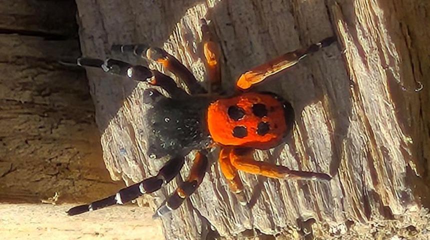 Akdeniz ve Orta Asya'nın nadir t&uuml;r&uuml; Elazığ'da ortaya &ccedil;ıktı