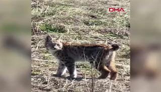 Sivas'ta vaşak g&ouml;r&uuml;nt&uuml;lendi