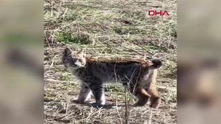 Sivas'ta vaşak görüntülendi