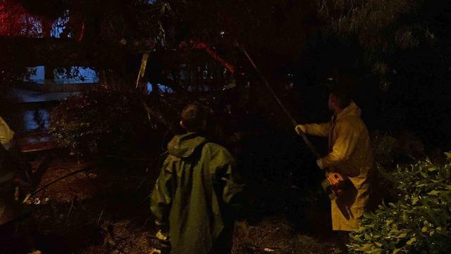 Faciadan dönüldü: Asırlık çam ağacı devrildi 6