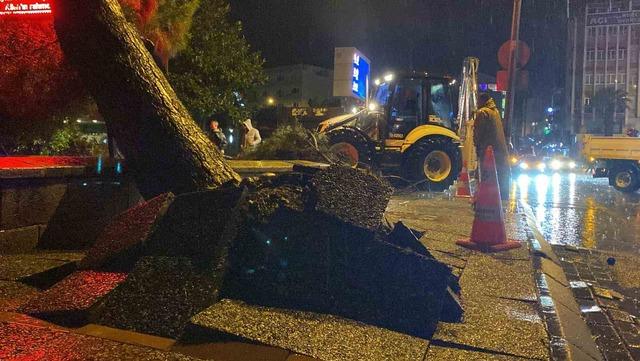 Faciadan dönüldü: Asırlık çam ağacı devrildi 5