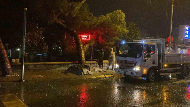 Faciadan dönüldü: Asırlık çam ağacı devrildi 4