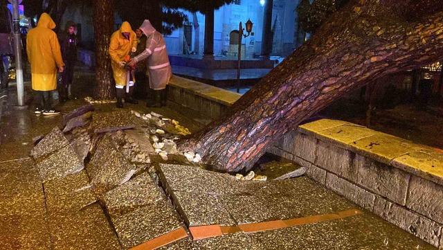 Faciadan dönüldü: Asırlık çam ağacı devrildi 2