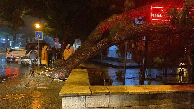 Faciadan dönüldü: Asırlık çam ağacı devrildi 1