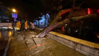 Faciadan d&ouml;n&uuml;ld&uuml;: Asırlık &ccedil;am ağacı devrildi