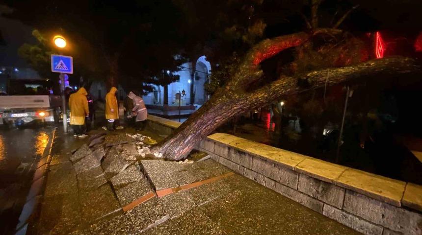Faciadan d&ouml;n&uuml;ld&uuml;: Asırlık &ccedil;am ağacı devrildi