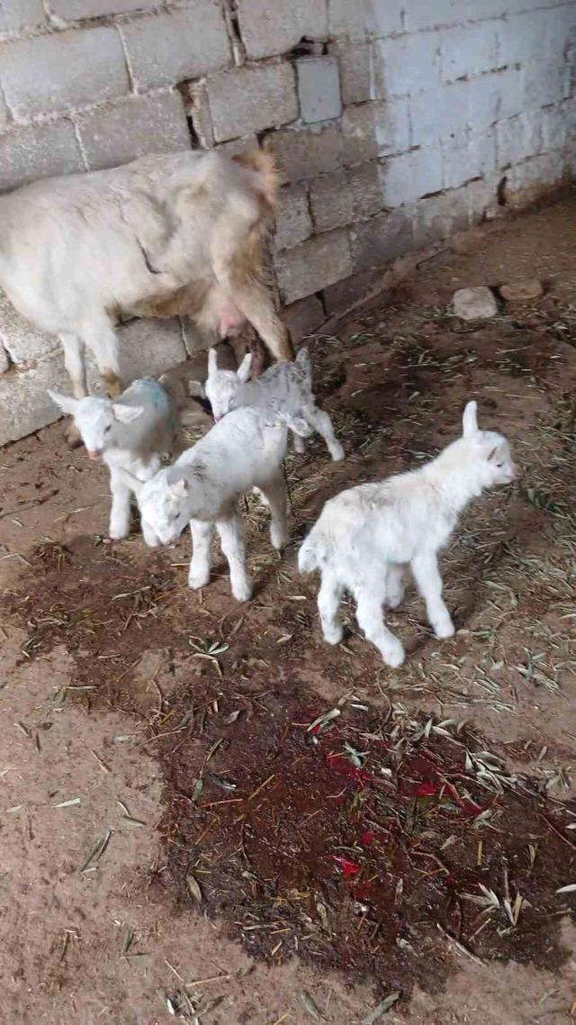 Süt rekortmeni Saanen keçiden dördüz doğum 6