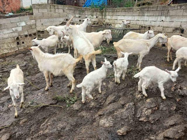 Süt rekortmeni Saanen keçiden dördüz doğum 5
