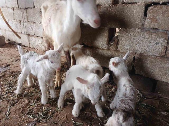 Süt rekortmeni Saanen keçiden dördüz doğum 4