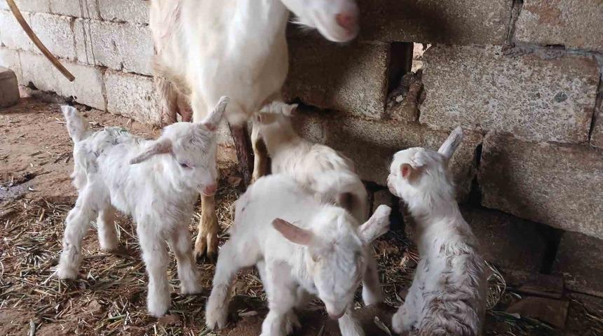 S&uuml;t rekortmeni Saanen ke&ccedil;iden d&ouml;rd&uuml;z doğum