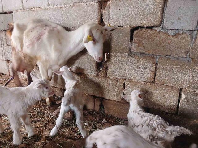 Süt rekortmeni Saanen keçiden dördüz doğum 3