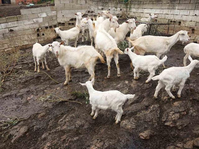 Süt rekortmeni Saanen keçiden dördüz doğum 1