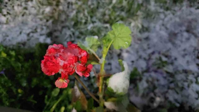 Baharda yağan lapa lapa kar ara&ccedil;ları yolda bıraktı 8