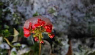 Baharda yağan lapa lapa kar ara&ccedil;ları yolda bıraktı