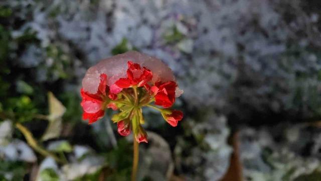 Baharda yağan lapa lapa kar araçları yolda bıraktı