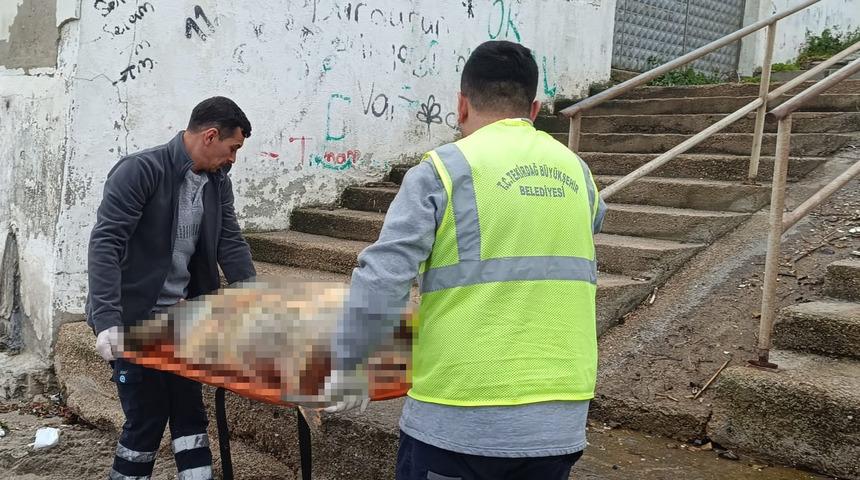 Sahilde gezenler fark etti! Hareketsiz halde bulundu