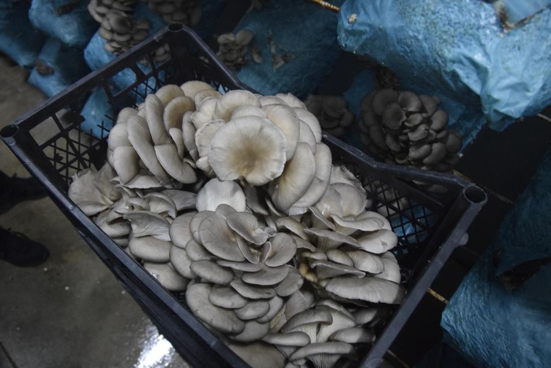 Hobi olarak başladı, tesis kurdu: G&uuml;nde 1 ton &uuml;retiyor 4