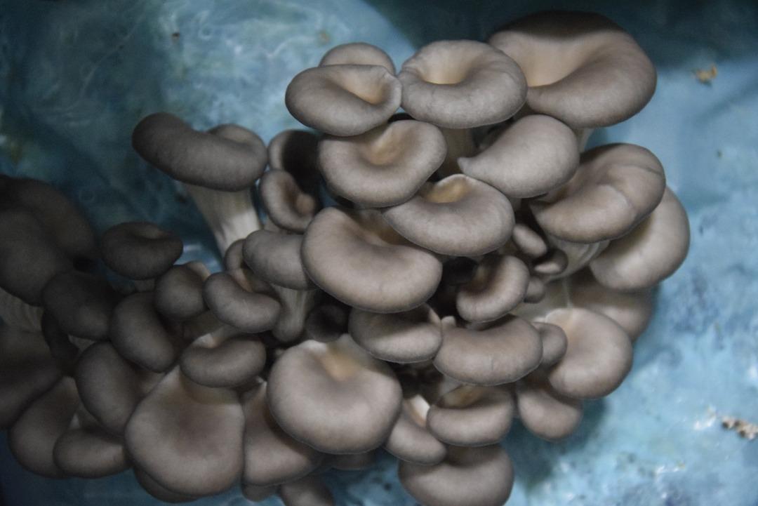 Hobi olarak başladı, tesis kurdu: G&uuml;nde 1 ton &uuml;retiyor 7