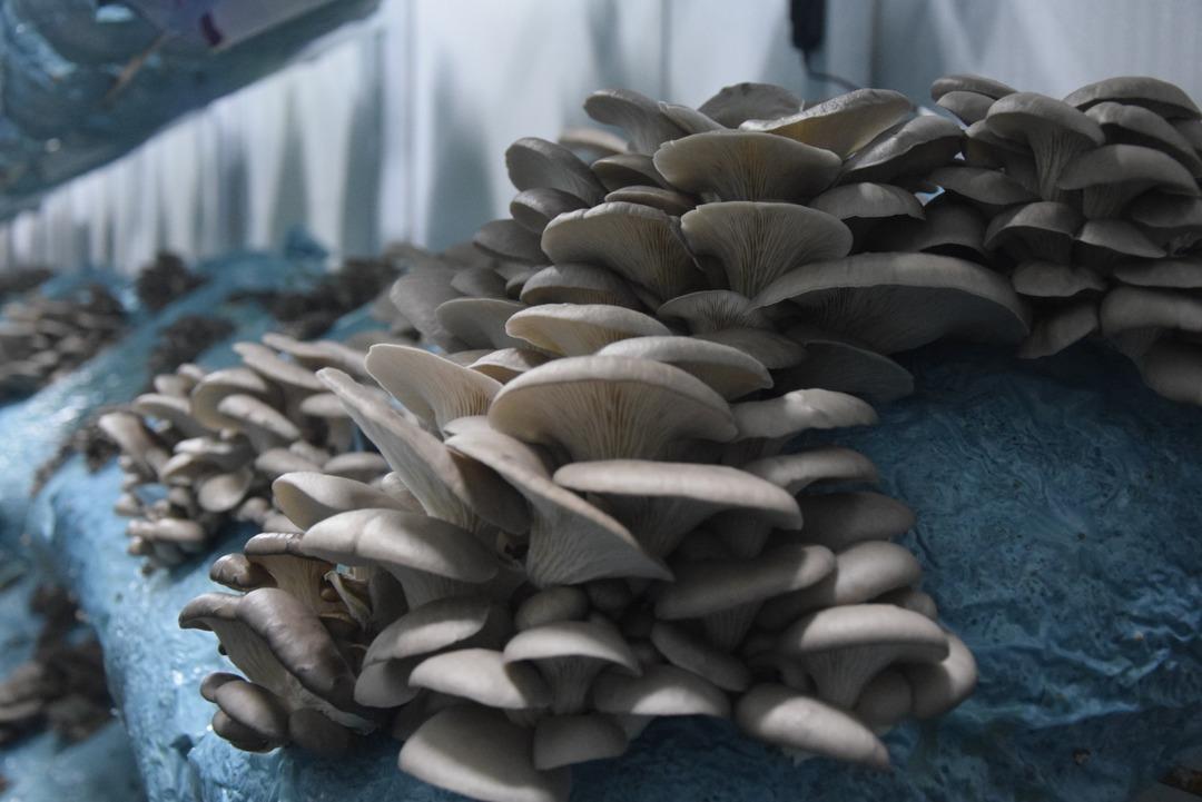 Hobi olarak başladı, tesis kurdu: G&uuml;nde 1 ton &uuml;retiyor 8