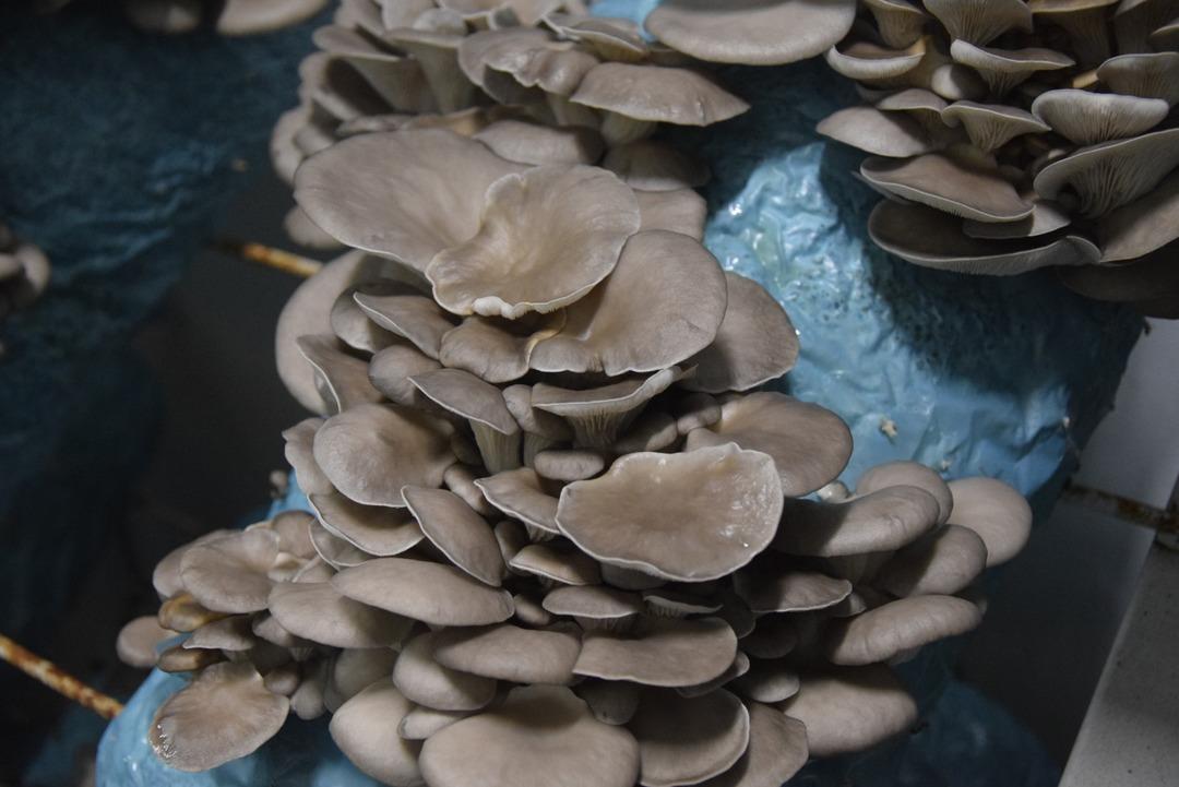 Hobi olarak başladı, tesis kurdu: G&uuml;nde 1 ton &uuml;retiyor 10