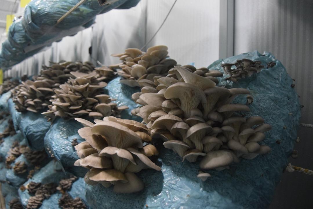 Hobi olarak başladı, tesis kurdu: G&uuml;nde 1 ton &uuml;retiyor 11