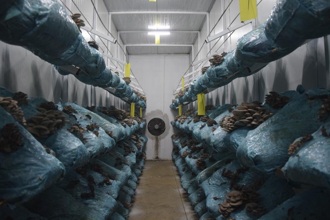 Hobi olarak başladı, tesis kurdu: G&uuml;nde 1 ton &uuml;retiyor 9