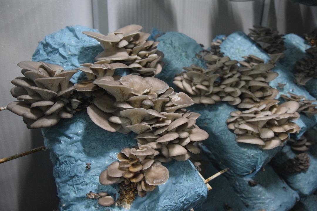 Hobi olarak başladı, tesis kurdu: G&uuml;nde 1 ton &uuml;retiyor 6