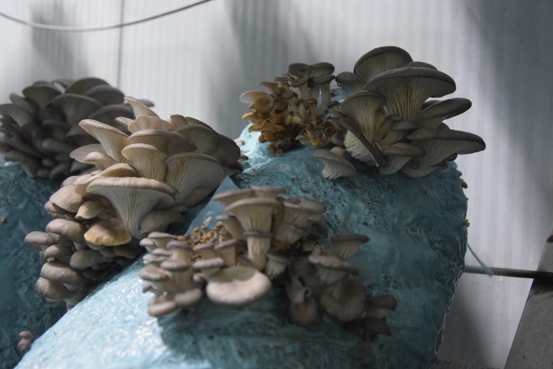 Hobi olarak başladı, tesis kurdu: G&uuml;nde 1 ton &uuml;retiyor 2