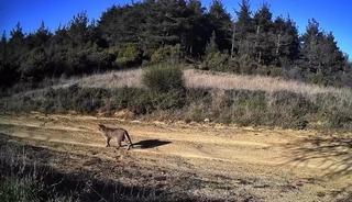 Tekirdağ&rsquo;da doğanın hayaleti g&ouml;r&uuml;nt&uuml;lendi: Dağ Kedisi fotokapanda