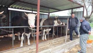 Balıkesir&rsquo;de kurbanlık satışları başladı