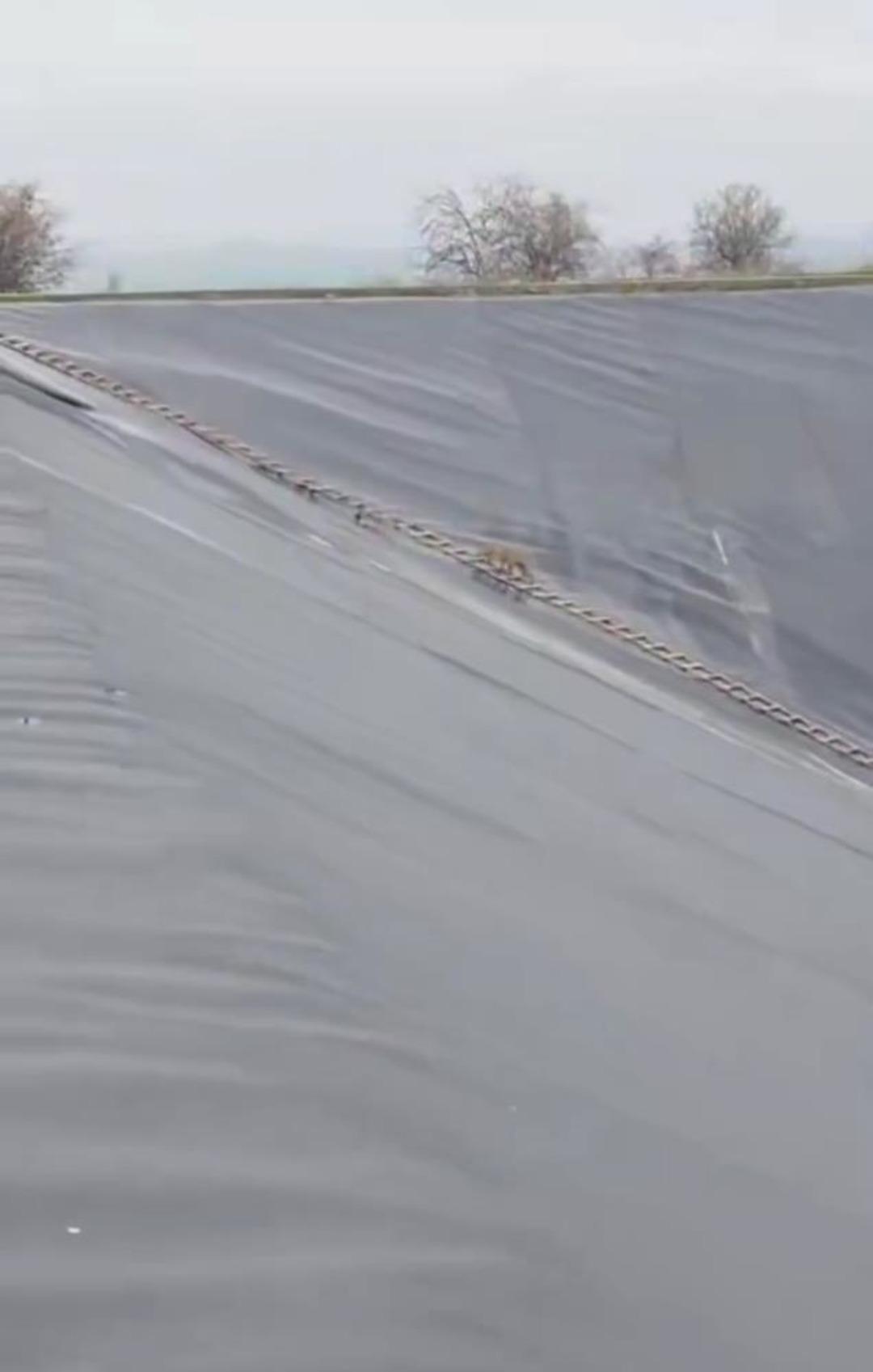 Yapay gölete düşen çakal merdivenle kurtarıldı 1